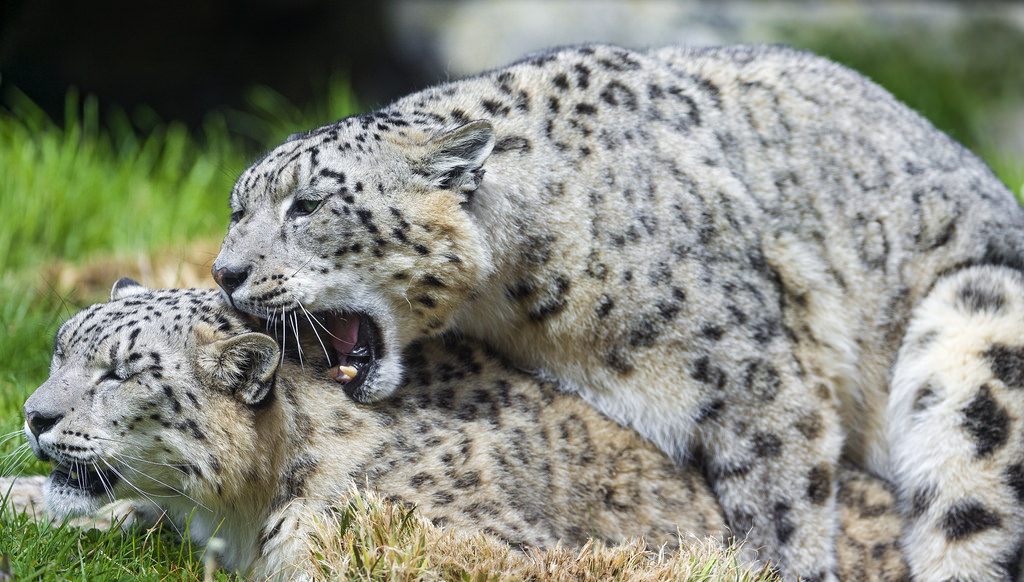 Mating_Leopards_jpg
